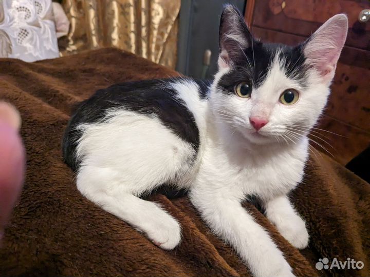 Кото- девочка