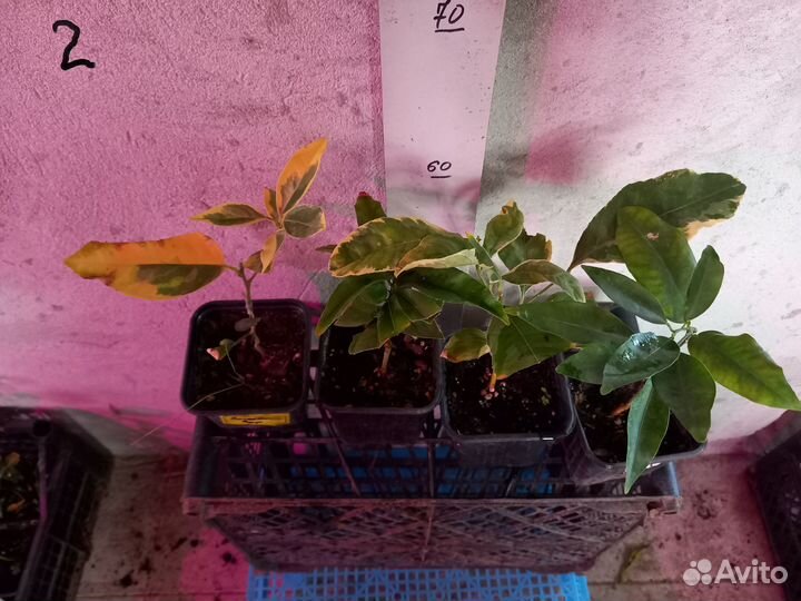 Саженцы цитрусовых (апельсины, лимоны, мандарины)