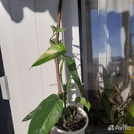 Эпипремнум пиннатум вайт