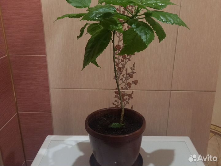 Гибискус китайская роза махровая