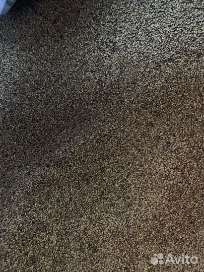 Семена люцерны