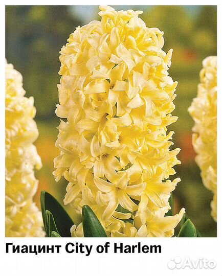 Гиацинты луковицы