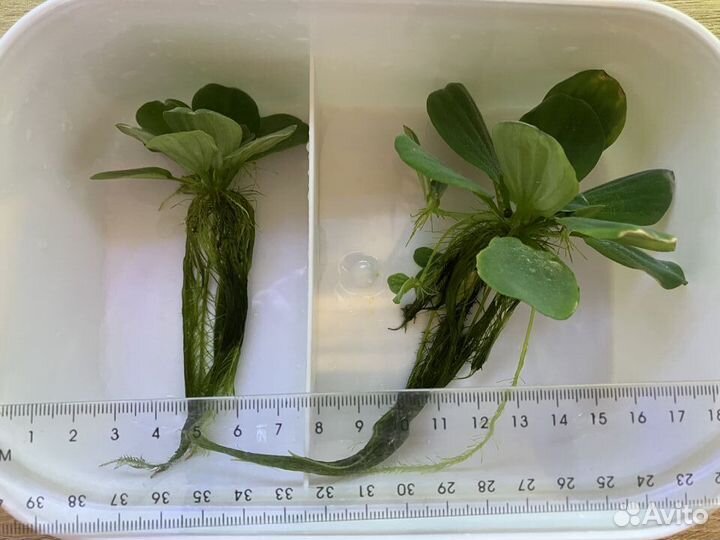 Растения для аквариума Пистия