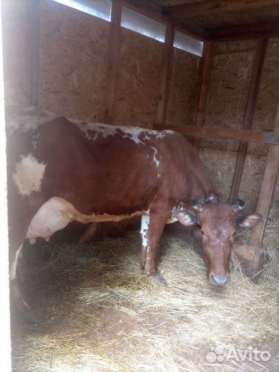 Молоко коровье домашнее