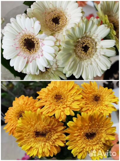 Гербера в горшке, комнатные цветы, садовые