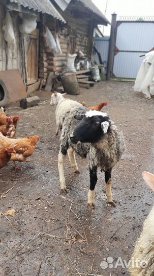 Овцы бараны ягнята помесь дорпера