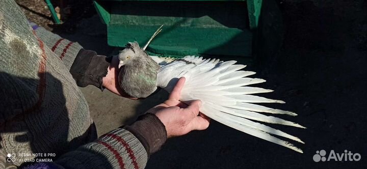 Голуби кофейные белохвостые