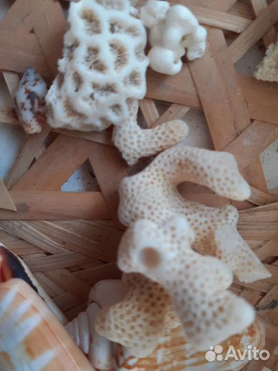 Морские раковины, кораллы, морские звезды