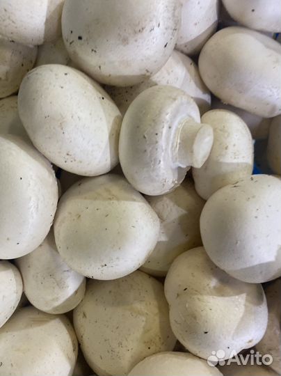 Грибы шампиньоны