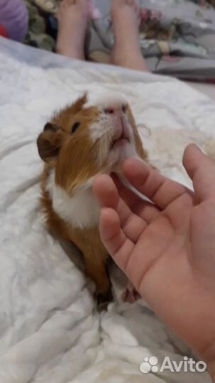 Морская свинка с большой клеткой