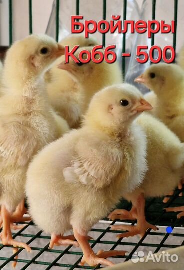 Бройлер суточный Кобб-500