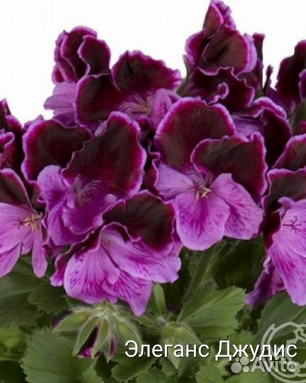 Сортовые королевские пеларгонии