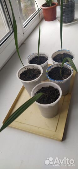 Финиковая пальма росток