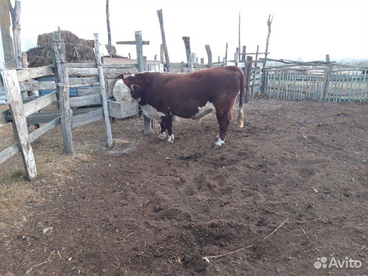 Быки на племя