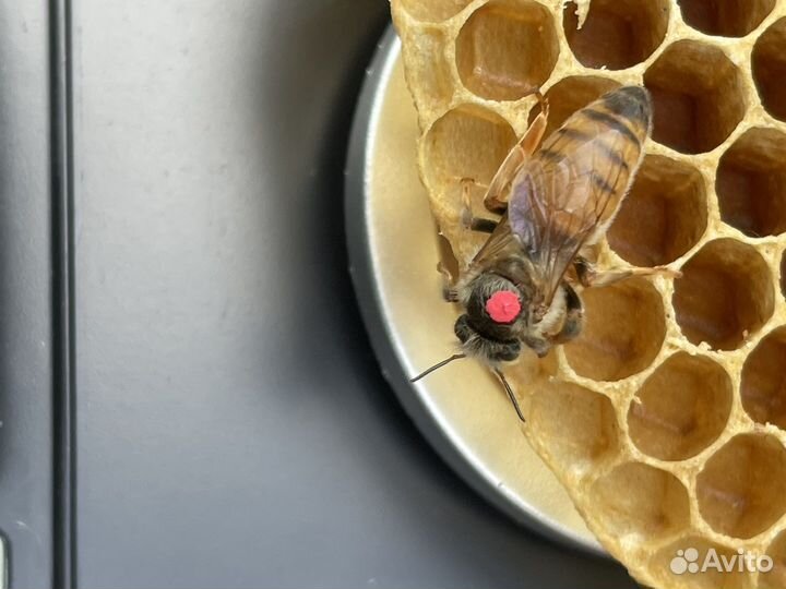 Продам пчелосемьи