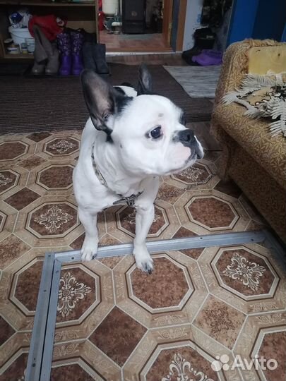 Французский бульдог