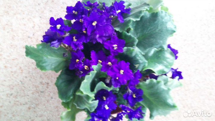 Фиалки для подарка