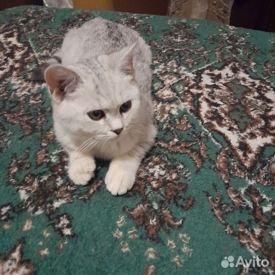 Домашние животные котята