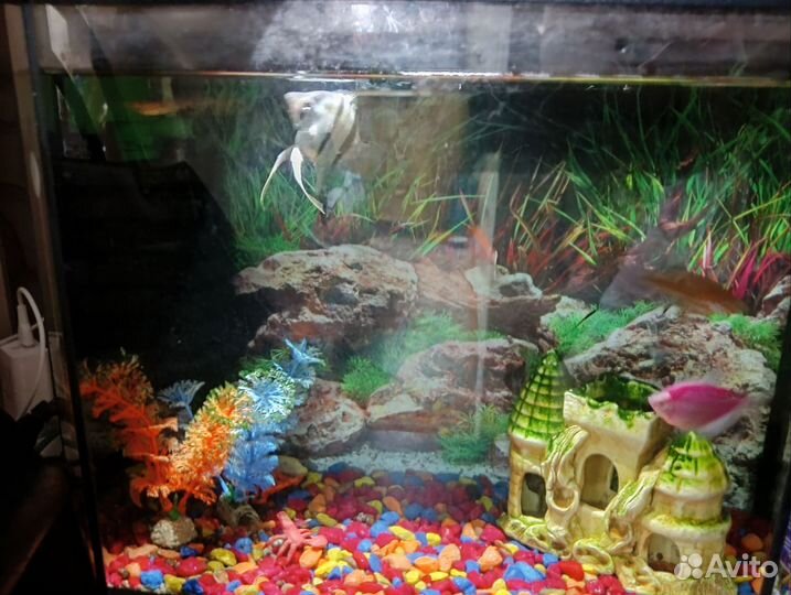 Аквариум с рыбками