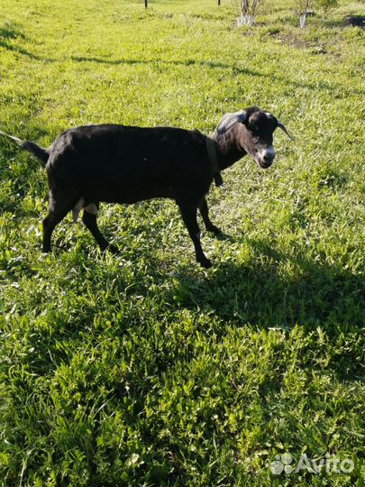 Продам коз, козлят нубийских