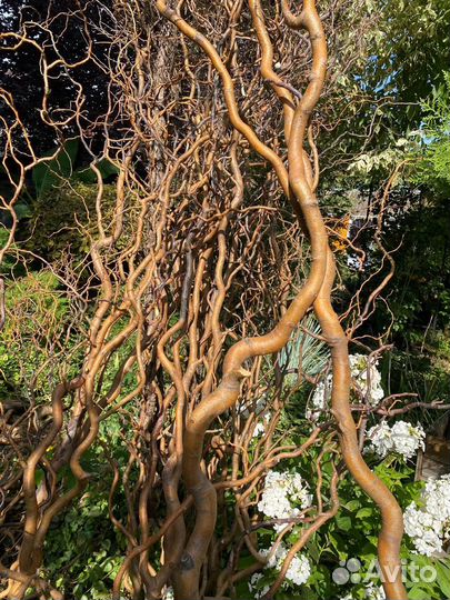 Извилистые ветви