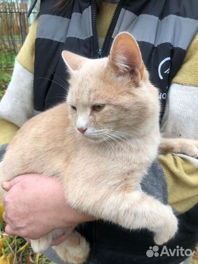 Кот Персик, 1 год, брошен