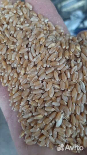 Пшеница Ячмень Просо Сорго