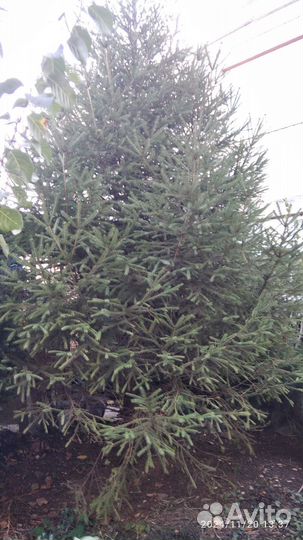 Ёлка живая
