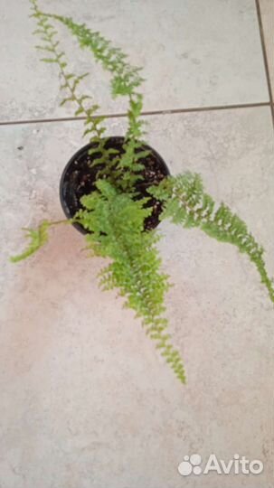 Пеларгония герань