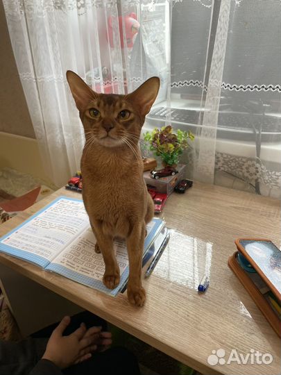 Кошечка в совладение