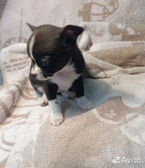 Самая маленькая чишка