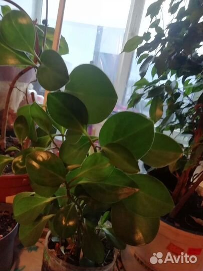 Суккуленты