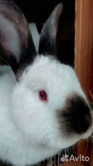 Крольчиха, крол Калифорнийская порода