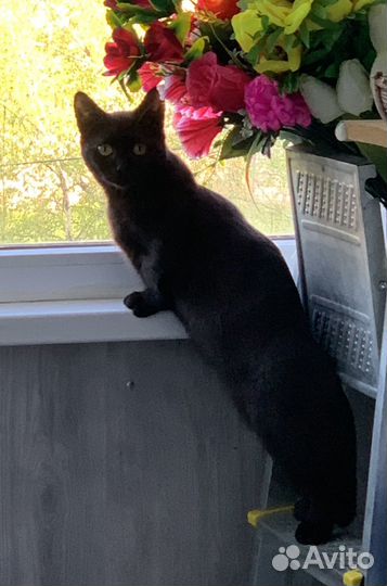 Вязка кошек