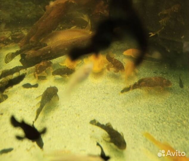 Улитки Хелены,сомики анциструсы