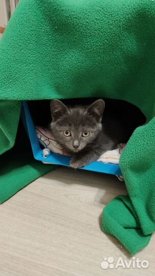 Котенок