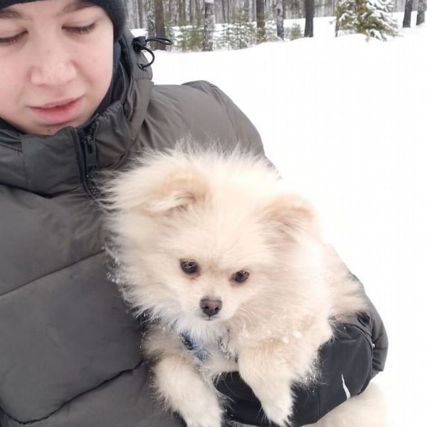 Померанский шпиц мальчик 7 месяцев