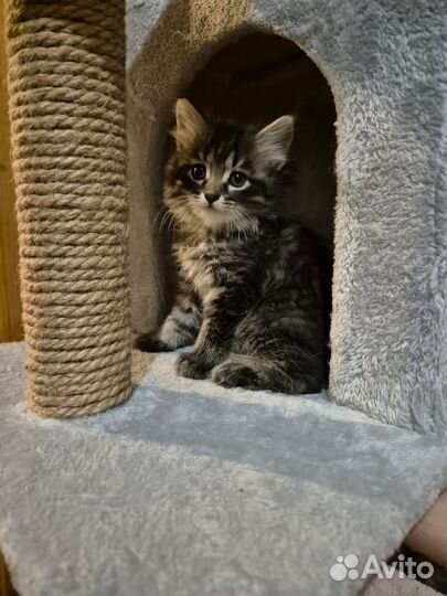 3 котенка