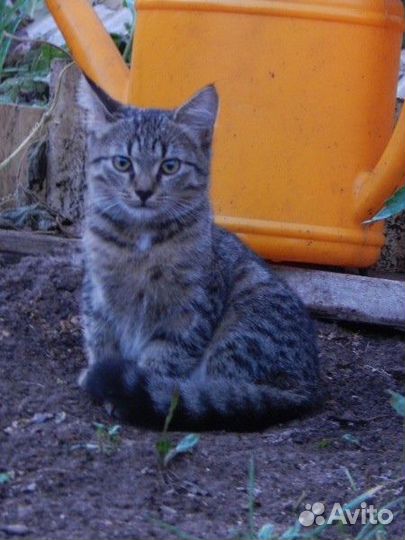 Кошка в дар