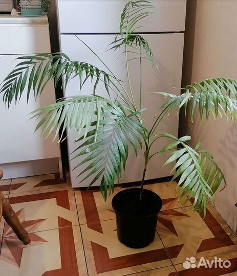 Пальма хамедорея