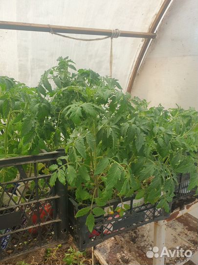 Рассада помидор