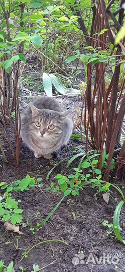 Кошечка в добрые руки