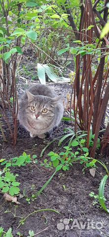 Кошечка в добрые руки