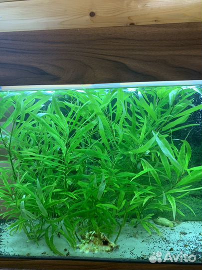 Аквариумное растение