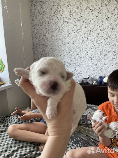 Щенки бишон фризе