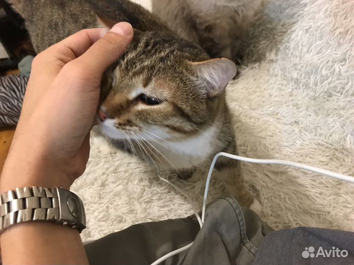 Кот Москвич Пират необыкновенный