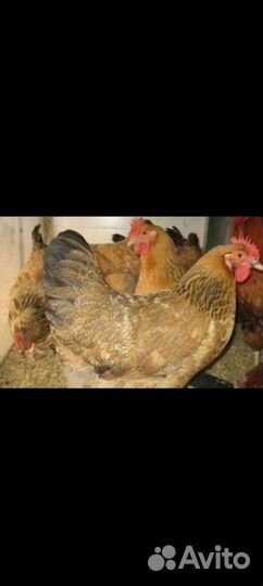 Индюк,индоутки,семья гусей,инкубационное яйцо