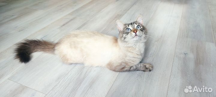 Красивый кот