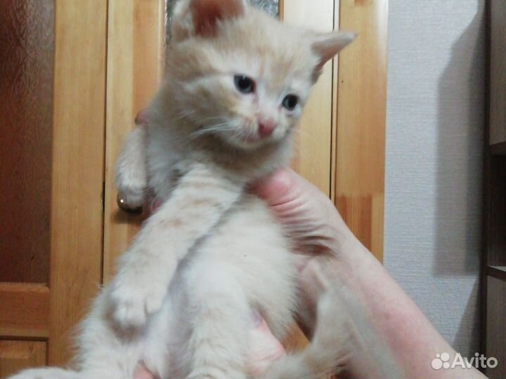 Домашние животные котята