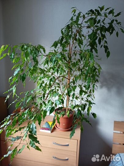 Цветы: Фикус бенджамина большой, шефлера, гибискус